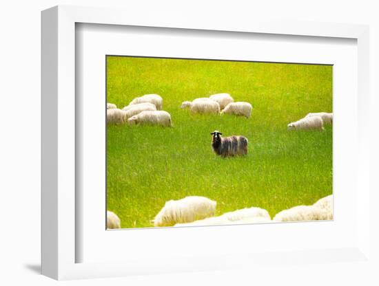 Black Sheep-SerrNovik-Framed Photographic Print