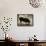 Black Sheep-Sydney Edmunds-Framed Stretched Canvas displayed on a wall