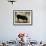 Black Sheep-Sydney Edmunds-Framed Giclee Print displayed on a wall
