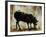 Black Sheep-Sydney Edmunds-Framed Giclee Print