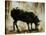 Black Sheep-Sydney Edmunds-Stretched Canvas