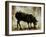 Black Sheep-Sydney Edmunds-Framed Giclee Print