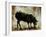 Black Sheep-Sydney Edmunds-Framed Giclee Print