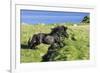 Black Shetland pony jumps ditch, Shetland Islands, Scotland-Philippe Clement-Framed Photographic Print