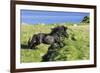 Black Shetland pony jumps ditch, Shetland Islands, Scotland-Philippe Clement-Framed Photographic Print