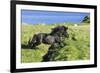 Black Shetland pony jumps ditch, Shetland Islands, Scotland-Philippe Clement-Framed Photographic Print