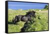 Black Shetland pony jumps ditch, Shetland Islands, Scotland-Philippe Clement-Framed Stretched Canvas