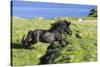 Black Shetland pony jumps ditch, Shetland Islands, Scotland-Philippe Clement-Stretched Canvas