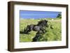 Black Shetland pony jumps ditch, Shetland Islands, Scotland-Philippe Clement-Framed Photographic Print