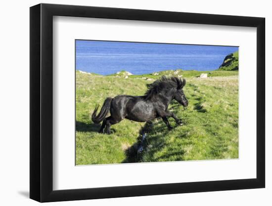 Black Shetland pony jumps ditch, Shetland Islands, Scotland-Philippe Clement-Framed Photographic Print