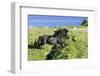 Black Shetland pony jumps ditch, Shetland Islands, Scotland-Philippe Clement-Framed Photographic Print