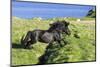 Black Shetland pony jumps ditch, Shetland Islands, Scotland-Philippe Clement-Mounted Photographic Print