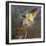 Black-shouldered kite (Elanus axillaris) feeding, Etosha National Park, Namibia-Panoramic Images-Framed Photographic Print