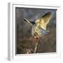 Black-shouldered kite (Elanus axillaris) feeding, Etosha National Park, Namibia-Panoramic Images-Framed Photographic Print