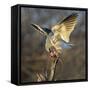 Black-shouldered kite (Elanus axillaris) feeding, Etosha National Park, Namibia-Panoramic Images-Framed Stretched Canvas