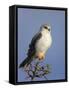 Black-Shouldered Kite - Elanus Caeruleus-Johan Swanepoel-Framed Stretched Canvas