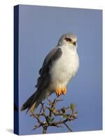 Black-Shouldered Kite - Elanus Caeruleus-Johan Swanepoel-Stretched Canvas