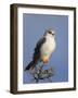 Black-Shouldered Kite - Elanus Caeruleus-Johan Swanepoel-Framed Photographic Print