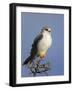 Black-Shouldered Kite - Elanus Caeruleus-Johan Swanepoel-Framed Photographic Print