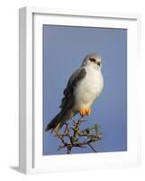 Black-Shouldered Kite - Elanus Caeruleus-Johan Swanepoel-Framed Photographic Print