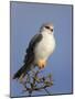 Black-Shouldered Kite - Elanus Caeruleus-Johan Swanepoel-Mounted Photographic Print