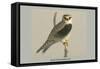 Black Shouldered Kite-Louis Agassiz Fuertes-Framed Stretched Canvas