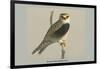 Black Shouldered Kite-Louis Agassiz Fuertes-Framed Art Print