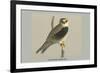 Black Shouldered Kite-Louis Agassiz Fuertes-Framed Premium Giclee Print