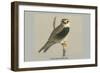 Black Shouldered Kite-Louis Agassiz Fuertes-Framed Art Print