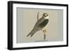 Black Shouldered Kite-Louis Agassiz Fuertes-Framed Art Print