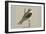 Black Shouldered Kite-Louis Agassiz Fuertes-Framed Art Print