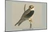 Black Shouldered Kite-Louis Agassiz Fuertes-Mounted Art Print