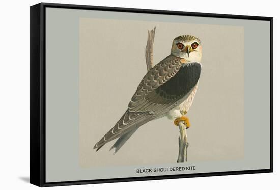 Black Shouldered Kite-Louis Agassiz Fuertes-Framed Stretched Canvas