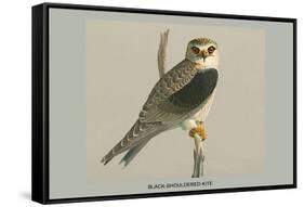 Black Shouldered Kite-Louis Agassiz Fuertes-Framed Stretched Canvas