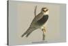 Black Shouldered Kite-Louis Agassiz Fuertes-Stretched Canvas