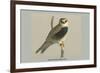 Black Shouldered Kite-Louis Agassiz Fuertes-Framed Art Print