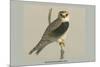 Black Shouldered Kite-Louis Agassiz Fuertes-Mounted Art Print