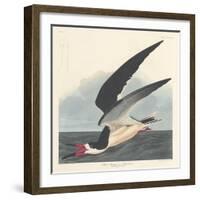 Black Skimmer, 1836-John James Audubon-Framed Giclee Print