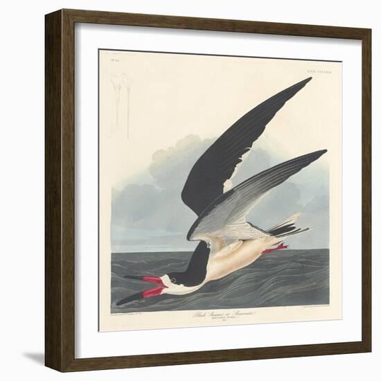 Black Skimmer, 1836-John James Audubon-Framed Giclee Print