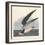 Black Skimmer, 1836-John James Audubon-Framed Giclee Print