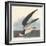 Black Skimmer, 1836-John James Audubon-Framed Giclee Print