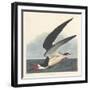 Black Skimmer, 1836-John James Audubon-Framed Giclee Print