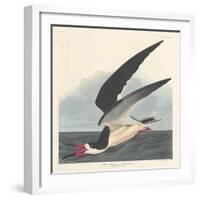 Black Skimmer, 1836-John James Audubon-Framed Giclee Print