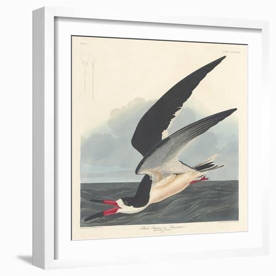 Black Skimmer, 1836-John James Audubon-Framed Giclee Print