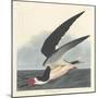 Black Skimmer, 1836-John James Audubon-Mounted Giclee Print