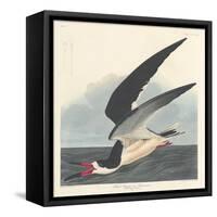 Black Skimmer, 1836-John James Audubon-Framed Stretched Canvas