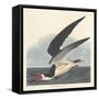 Black Skimmer, 1836-John James Audubon-Framed Stretched Canvas