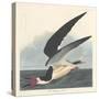 Black Skimmer, 1836-John James Audubon-Stretched Canvas