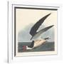 Black Skimmer, 1836-John James Audubon-Framed Giclee Print
