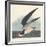 Black Skimmer, 1836-John James Audubon-Framed Giclee Print